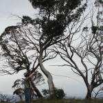 yrtleford - Avventura con il 4x4 sul mt. buffalo national park.